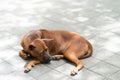 Sleeping dog on the floor Royalty Free Stock Photo