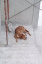 Sleeping brown dog at the house under construction Royalty Free Stock Photo