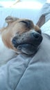 Sleeping brown dog on a pale background Royalty Free Stock Photo