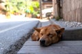 Sleeping brown dog in a rural village Royalty Free Stock Photo