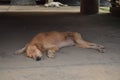 Sleeping brown dog and white dog Royalty Free Stock Photo