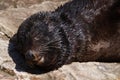 Sleeping brown fur seal Royalty Free Stock Photo