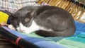 Sleeping brown and white cat on bamboo crip with wound on her head. Royalty Free Stock Photo