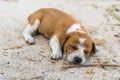 Sleeping brown and white puppy Royalty Free Stock Photo