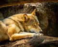 Sleeping brown wolf in the zoo