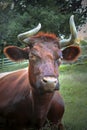 Sleeping Bull Royalty Free Stock Photo