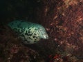 Sleeping bull grey seal