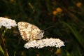 A sleeping butterfly onto flower when sun was setting 1