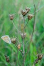 Sleeping butterfly sitting on dry grass at dusk- closeup