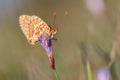 Sleeping butterfly Royalty Free Stock Photo