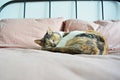 Sleeping calico cat on bed with pink linen pillows and blanket