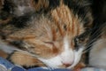 Sleeping calico cat female close up on face cute feline dark