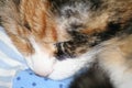 Sleeping calico cat female close up on face cute feline dark