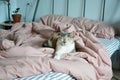 Sleeping calico cat on messy bed with pink linen pillows, blanket and striped sheet