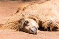 The sleeping camel