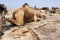 Sleeping Camel Among the Salt Miners In The Danakil Depression, Ethiopia Royalty Free Stock Photo