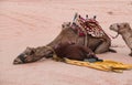 Sleeping Camel Wadi Rum Desert
