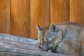 Sleeping Canadian Mountain Puma or Puma concolor Royalty Free Stock Photo