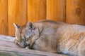 Sleeping Canadian Mountain Puma or Puma concolor Royalty Free Stock Photo