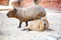 Sleeping capybara. ( rodent ) Royalty Free Stock Photo