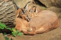 Sleeping caracals Royalty Free Stock Photo