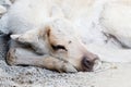 Sleeping caribou Royalty Free Stock Photo