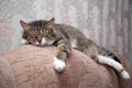 Sleeping cat Royalty Free Stock Photo