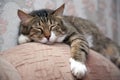 Sleeping cat Royalty Free Stock Photo