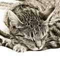 Sleeping cat Royalty Free Stock Photo