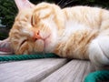 Sleeping Cat Royalty Free Stock Photo