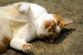 Sleeping cat Royalty Free Stock Photo