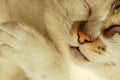 Sleeping cat Royalty Free Stock Photo