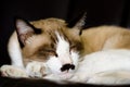 Sleeping cat Royalty Free Stock Photo