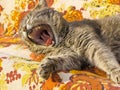 Sleeping cat Royalty Free Stock Photo