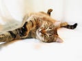 Sleeping cat Royalty Free Stock Photo