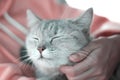 Sleeping cat while Asian woman hand touching chin with gentle , relaxation happy time