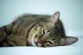 Sleeping cat on the bed.