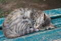 Sleeping cat on the bench. horizontal Royalty Free Stock Photo