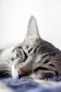 sleeping cat on a blue blanket, copy space and white background. Royalty Free Stock Photo