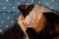 Sleeping cat on a blue blanket