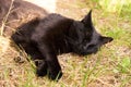 Sleeping cat. Bombay black cat lie and sleep outdoors in green grass in garden in spring nature Royalty Free Stock Photo