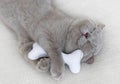 Sleeping grey cat with bone