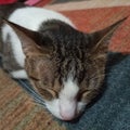 Sleeping Cat on the carpet