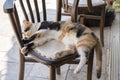 Sleeping cat on chair at street cafe in Bodrum, Turkey. Closeup Royalty Free Stock Photo