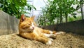 Sleeping cat close-up. A ginger cat lies in a furrow in a greenhouse against a background of tomatoes. Selective focus. Walking