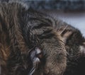 Sleeping cat closes its eyes with its paw Royalty Free Stock Photo