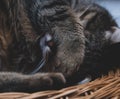 Sleeping cat closes its eyes with its paw Royalty Free Stock Photo