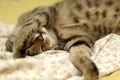 Sleeping Cat Royalty Free Stock Photo