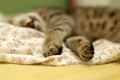 Sleeping Cat Royalty Free Stock Photo