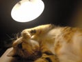 Sleeping Cat in a dark room Royalty Free Stock Photo